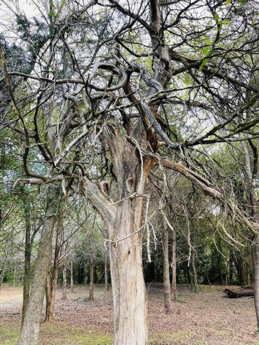 הוילה Bastrop Tiny Disc Golf Retreat מראה חיצוני תמונה