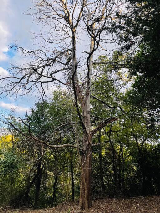 הוילה Bastrop Tiny Disc Golf Retreat מראה חיצוני תמונה