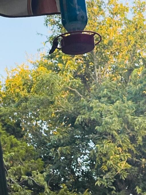 הוילה Bastrop Tiny Disc Golf Retreat מראה חיצוני תמונה